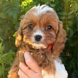 Addison - Red female Cavapoo puppy in Tucson, Arizona from Adored Poodle & Doodles