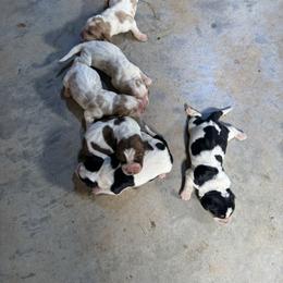 Girl 6 - Mahogany and white female Basset Hound puppy in Tahlequah, Oklahoma from HNH Hounds