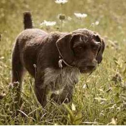 German Wirehaired Pointer and Pudelpointer All Grown Up from Ripsnorter Kennels