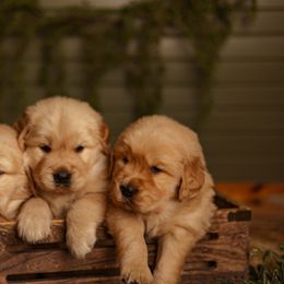 Golden Retriever Puppies from SmallTown Golden Retrievers