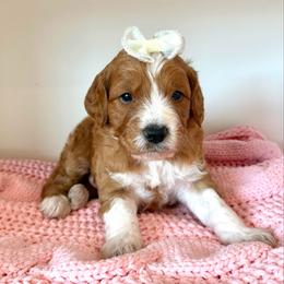 FIG - Apricot male Goldendoodle puppy in Independence, Oregon from Ankeny Doodles