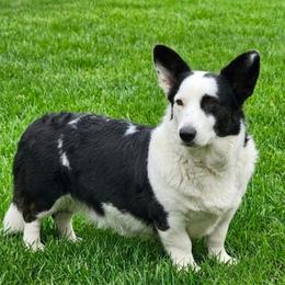 Legacy's Lily Bet - Black and white female Cardigan Welsh Corgi puppy in Granite Falls, Washington from Glacier Peak Cardigan Corgis