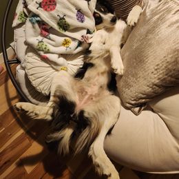 Border Collie Puppies from Cullins Collies