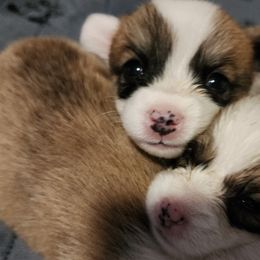 Pembroke Welsh Corgi Puppies from Corgis of Avalon
