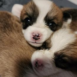 Pembroke Welsh Corgi Puppies from Corgis of Avalon
