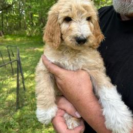 Edith blue - Parti male Goldendoodle puppy in Hardeeville, South Carolina from Pups of the Lowcountry