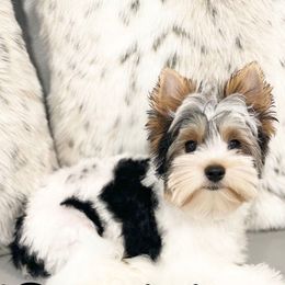 Gucci - Biewer Terrier