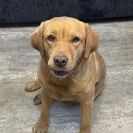 Harley - Labrador Retriever
