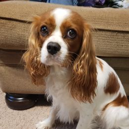 Charlie - Cavalier King Charles Spaniel