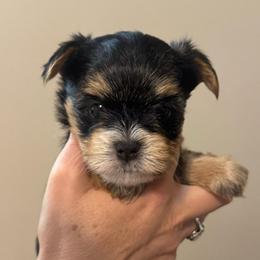 White nose male - Blue and gold male Yorkshire Terrier puppy in Milton, Florida from Sassenach Yorkie Kennels