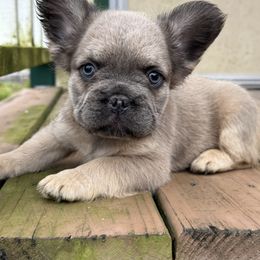Fluffy boy - Blue fawn male French Bulldog puppy in Brooksville, Florida from Post Farm Rottweilers & French Bulldogs