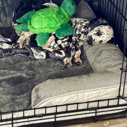 Snorkel - White and black female Dalmatian puppy in Melrose, New Mexico from ECMO Farm Dalmatians & Labrador Retrievers