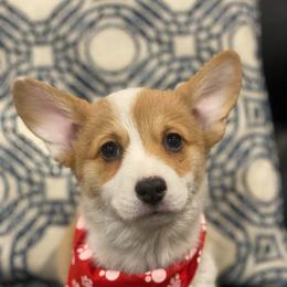Zara - Fawn female Pembroke Welsh Corgi puppy in Urbana, Ohio from Edgewood Farm and Kennel