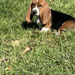 Basset Hound Puppies from Susan's Basset Hounds