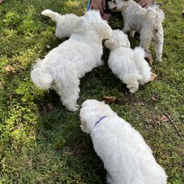 Coton de Tulear Puppies from Smoky Mountains Cotons