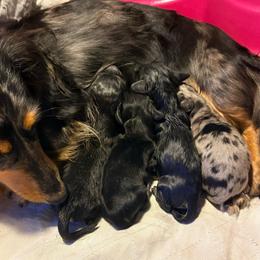Male 3 - Black and cream male Dachshund puppy in Medina, Ohio from STORIED DOXIES