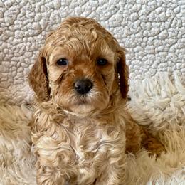 Elm- Female 3 - Cream female Cockapoo puppy in Mountain View, Missouri from Gastineau Doodles