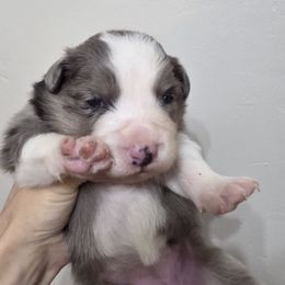 Girl 5 Champion Pedigree - Blue merle female Border Collie puppy in Newalla, Oklahoma from Roughstock Border Collies and Dachshunds
