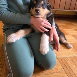 Yellow - Black white and tan male Collie puppy in Wykoff, Minnesota from Country Collies