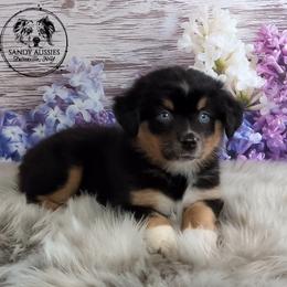 Song - Black tri-color female Australian Shepherd puppy in Fultonville, New York from Sandy Aussies & Pomeranians