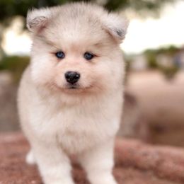 Clyde - Merle male Pomsky puppy in Mesa, Arizona from Platinum Pomskies