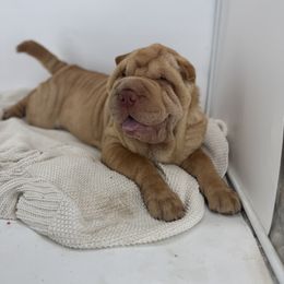 Chinese Shar-Pei, Cocker Spaniel, and Companion Cross Puppies from Mini Hippo Land