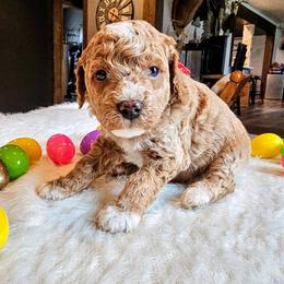 McQueen - Red  male Goldendoodle puppy in Forest, Ohio from Mini Doodle Buddies