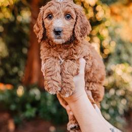 Red girl - Red  female Goldendoodle puppy in Damascus, Oregon from Emma Doodles
