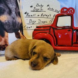 Boy 2 - Dapple male Dachshund puppy in Stilwell, Oklahoma from Starr Springs Doxies