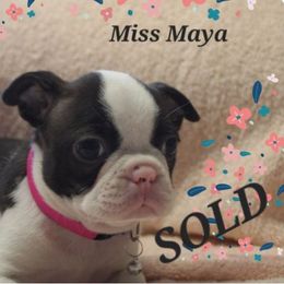 Miss Maya - Brindle and white female Boston Terrier puppy in Brooksville, Florida from Delamorés Pups