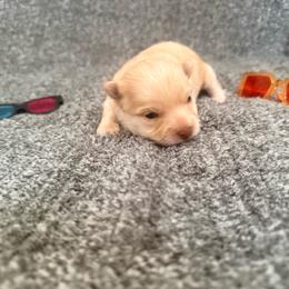 Johnny - male Chihuahua puppy in Seneca, Missouri from Stephanie’s Puppy Colony