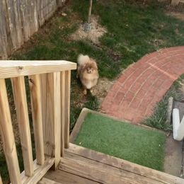 Stella - Pomeranian