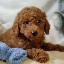 Cruz-OFA and CHIC parents - Red  male Poodle puppy in Westfield, North Carolina from Legacy Pets