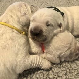 Golden Retriever puppies from West Coast Cream Goldens