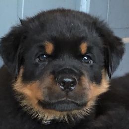 Rottweiler Puppies from Wildhaven Rottweilers