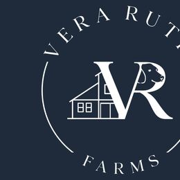 Dachshunds from Vera Ruth Farms