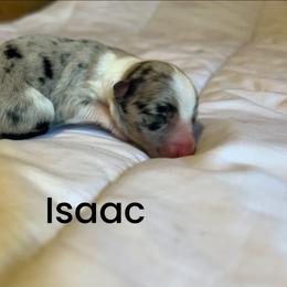 Isaac - White and blue merle male Border Collie puppy in Franklin, Maine from Broad Meadow Borders
