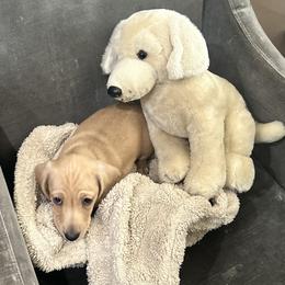 Dachshund Puppies from Faithful Paws Doxies