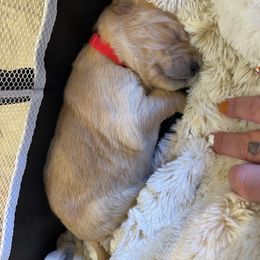 Golden Retriever Puppies from Tradershire Goldens