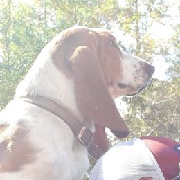 Clementine - Basset Hound