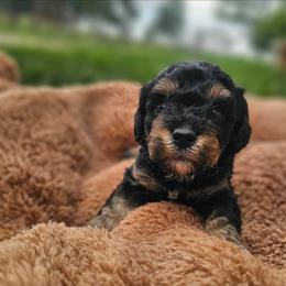 Ember - Black and tan female Cavapoo puppy in Decatur, Illinois from Petite Pups