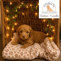 Einstein - Apricot male Goldendoodle puppy in Lake Charles, Louisiana from Perfect Fit Poodles & Doodles