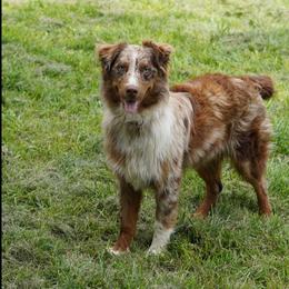 Casey - Red merle male Australian Shepherd puppy in Kokomo, Indiana from North Central Aussies
