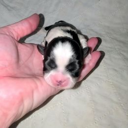 Boy 2 - Black and white male Shih Tzu puppy in Bishop, California from Shih Tzu G-ma