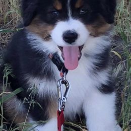 Australian Shepherd Puppies from High West Aussies