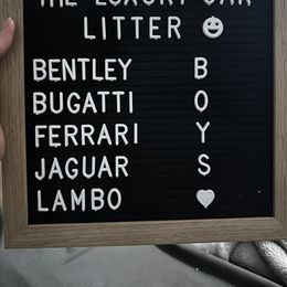 Jaguar - Black male Goldendoodle puppy in Sanderson, Florida from Serenity Goldendoodles