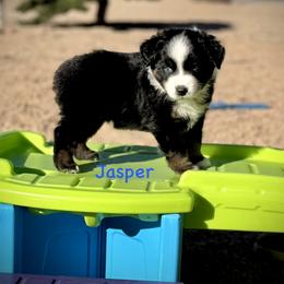 Jasper - Black tri male Miniature Australian Shepherd puppy in Chino Valley, Arizona from BlueZion Aussies