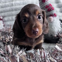 Winston (Cocoa) - Chocolate and tan male Dachshund puppy in Ocala, Florida from Weenie Boops