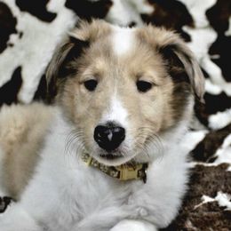 Collies from Olivia Mcvadon's Collies