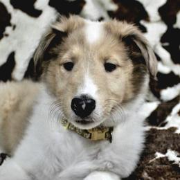 Collies from Olivia Mcvadon's Collies